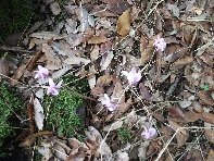 ntrada Ilice-20100912 134